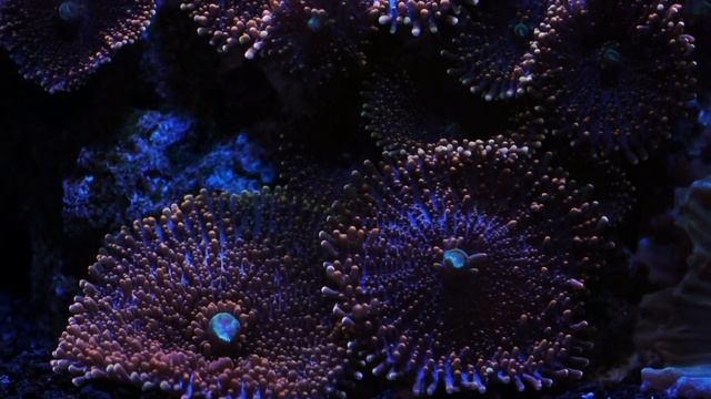 4 Years Later | My 75 Gallon Saltwater Reef/Fish Aquarium | Anemone & Mushroom Garden смотреть онлайн