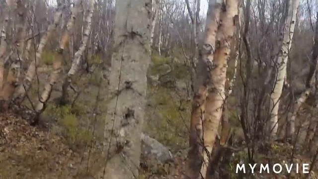 Запасаюсь березовыми почками. Чем полезны березовые почки? 29 мая. Мурманск. смотреть онлайн