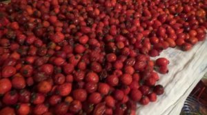 Сбор и сушка шиповника 2017