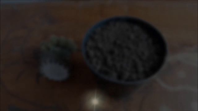 How to Save a Rotting/Dying cactus(100% SURE RESULT) смотреть онлайн