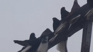 Голуби Мелитополя