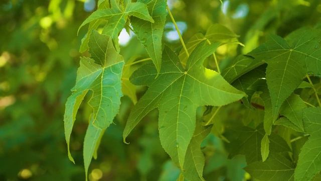 Liquidambar styraciflua - American Sweetgum смотреть онлайн