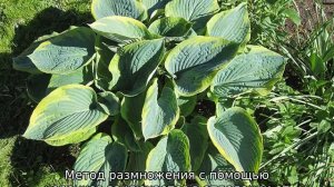 Хоста Фрэнсис Вильямс