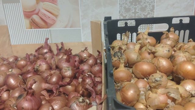 Хранение семейного лука в домашних условиях смотреть онлайн