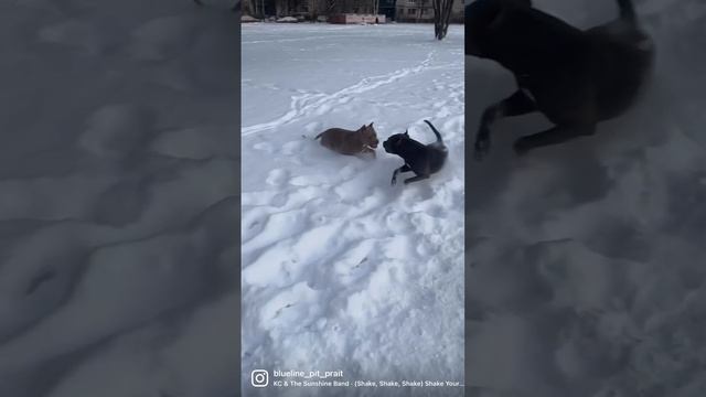 #прайтер#голубойщенок#прайтер#питбультерьер #pitbull#питбуль#прайтерпродажа# смотреть онлайн