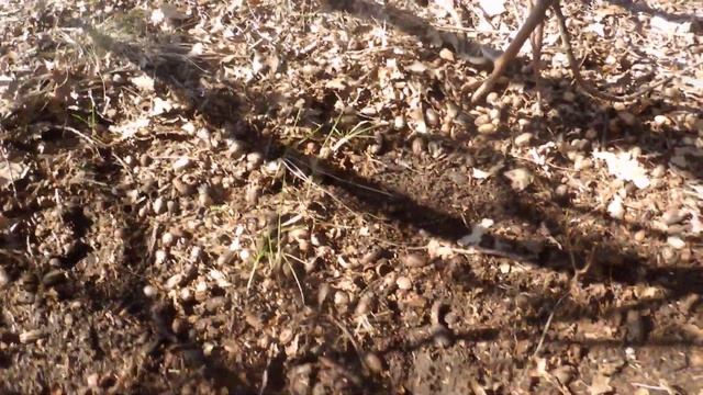 P3280001Дуб хлебное дерево смотреть онлайн