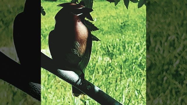 Circuitbreaker смотреть онлайн