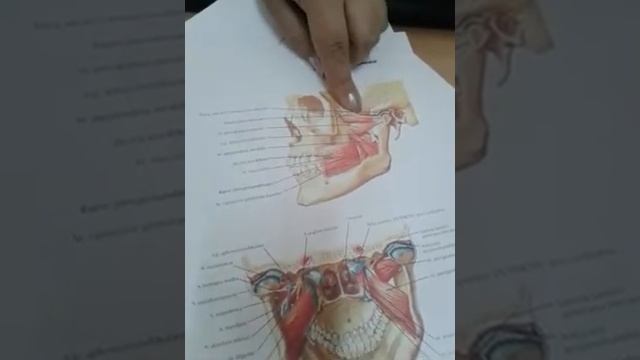 Мышцы головы и шеи смотреть онлайн