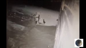 Нападение волков на собак Часть 2