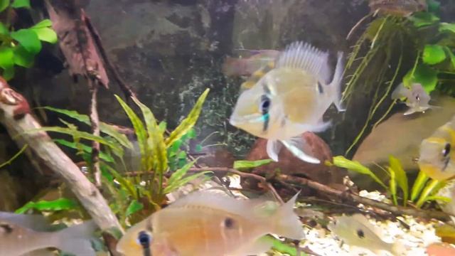 Biotodoma Cupido(Cupid Cichlid)-make Sure To Subscribe My Channel