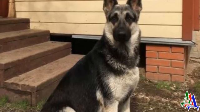 Дикси 2. Мы заметили, что наш добродушный уже не щенок серого цвета вдруг стал неуправляемым… смотреть онлайн