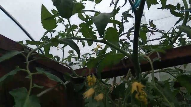 Томат Сибирский тигр. смотреть онлайн