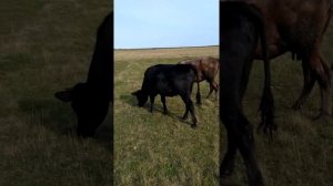 Намордник для теленка очень помог...