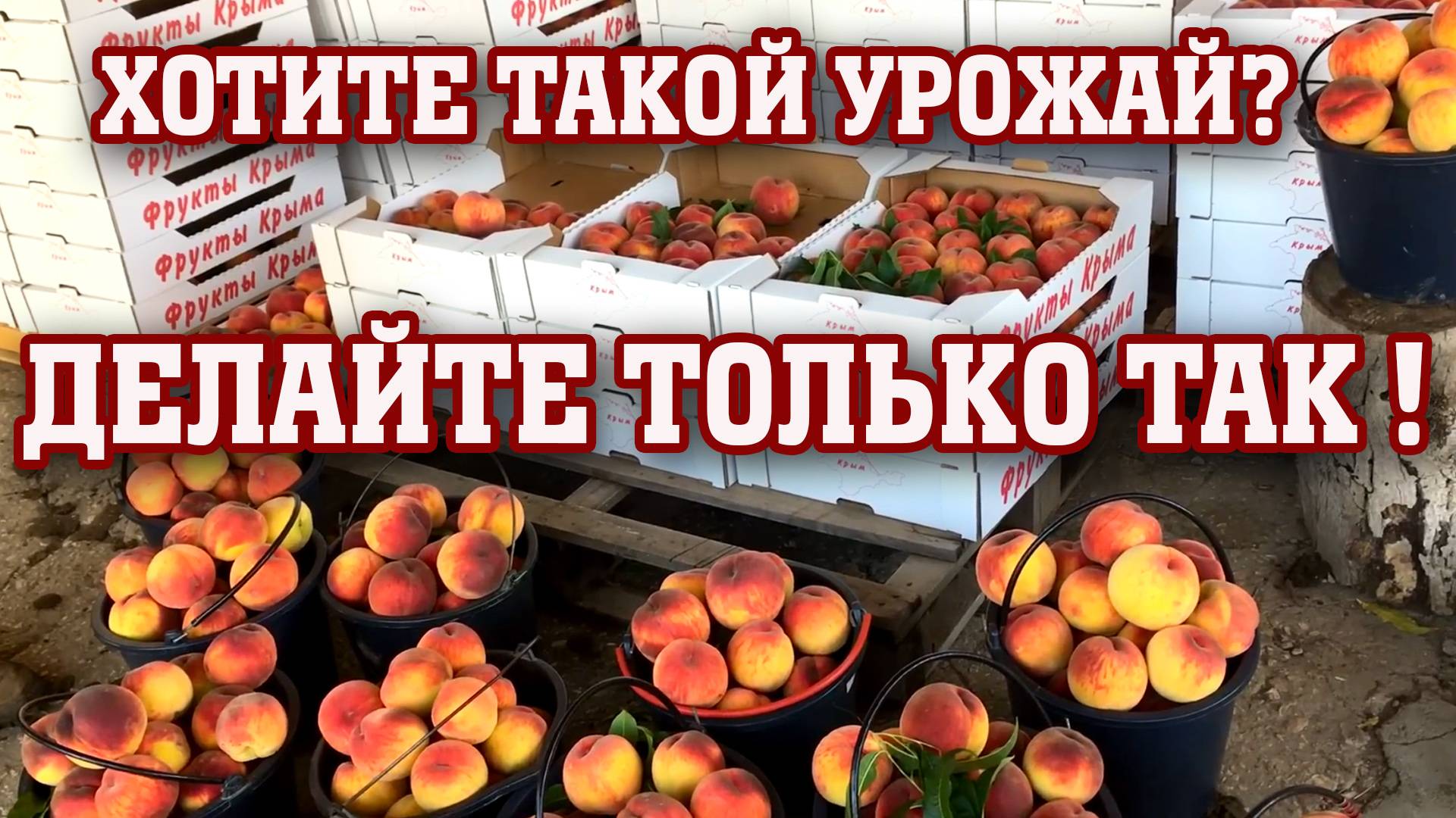 Хотите большой урожай персика？Делайте только так...⧸сорт персика Посол Мира смотреть онлайн