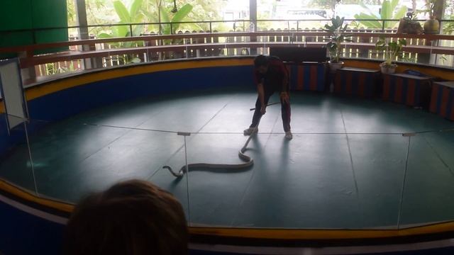 Экскурсия на змеиную ферму. Остров Пхукет смотреть онлайн