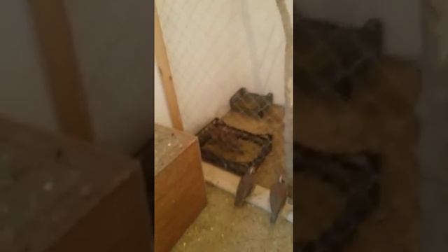 курапатки весной смотреть онлайн