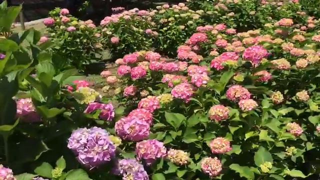 HYNDRAGEYA FLOWER OF RAIN. ГОРТЕНЗИЯ ЦВЕТОК ДОЖДЯ смотреть онлайн