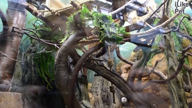 Обыкновенная игрунка Размножение на ilikepet смотреть онлайн