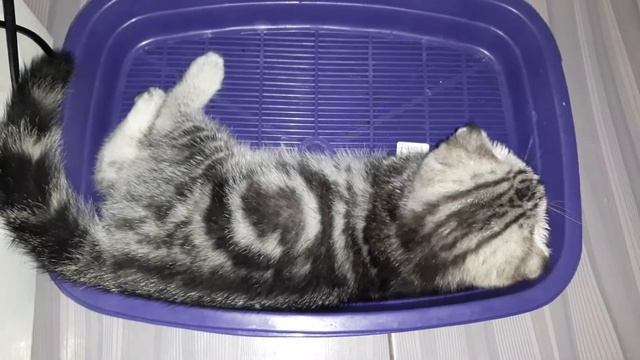 Учимся ходить на горшок! скотиш фолд мраморная n22 смотреть онлайн