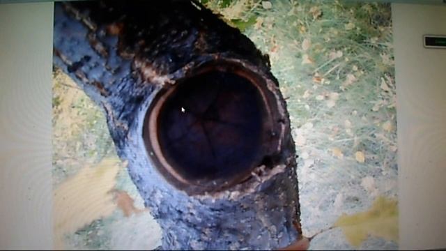 Железов Валерий Примеры вреда обрезки деревьев в саду смотреть онлайн