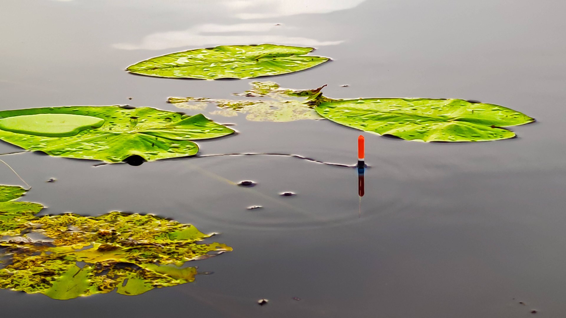 ЛОВЛЯ КАРАСЯ НА ЛЕСНОМ ОЗЕРЕ!РЫБАЛКА В ИЮНЕ 2024 смотреть онлайн