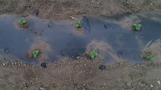 Тепличный комплекс "Моя Дача" Сентябрь 2020 смотреть онлайн