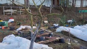 1 апреля. Обработка Хомом . Как не надо укрывать розы ?