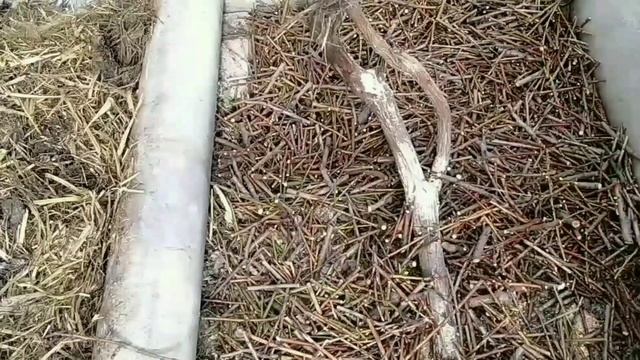 ВЛИЯНИЕ ТЕРМОФИЛЬНЫХ МИКРООРГАНИЗМОВ НА ПОЧВУ И ВЕСЕННИЕ ЗАМОРОЗКИ ?