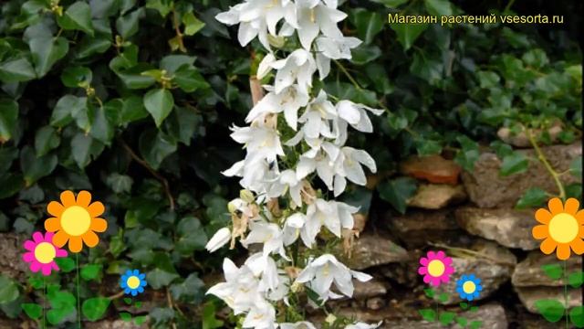 Колокольчик пирамидальный Альба. Краткий обзор, описание характеристик campanula pyramidalis Alba смотреть онлайн