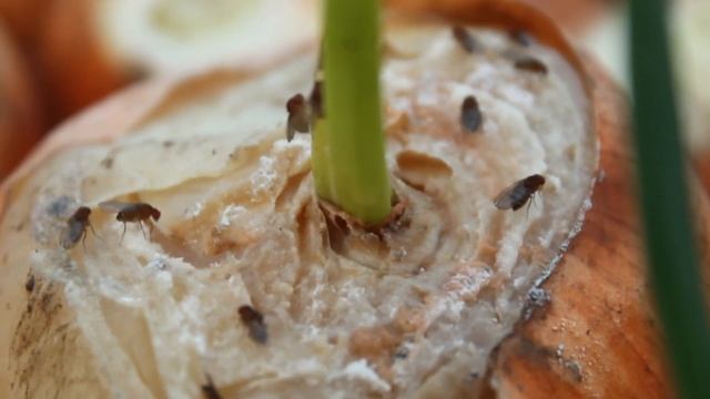 Как избавится от гнили и плесени на срезанной луковице? Лук на перо. смотреть онлайн