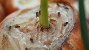 Как избавится от гнили и плесени на срезанной луковице? Лук на перо.