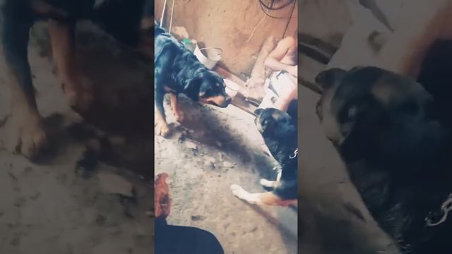 Ротвейлер VS метис питбуля смотреть онлайн