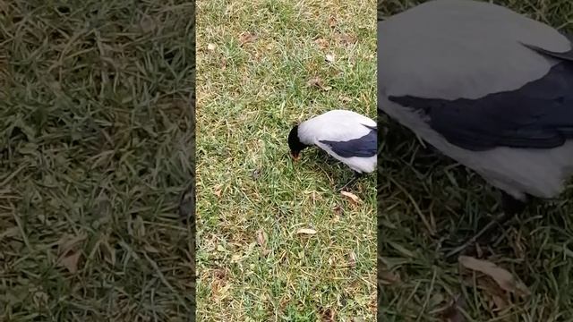 Вороны едят помидор / Hooded crows eat cherry tomato смотреть онлайн