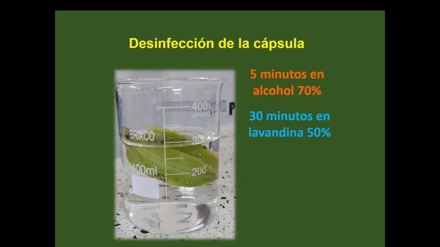 ORQUÍDEAS - Una forma sencilla de reproducirlas смотреть онлайн