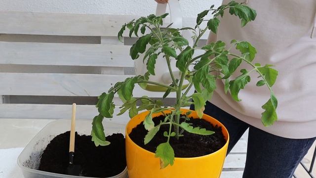 Что посадить на лоджии весной? Неприхотливые цветы и овощи. смотреть онлайн