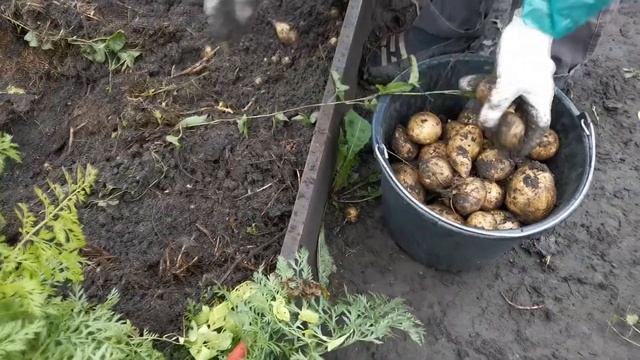 Картофель, выращивание в грядке под горячей травой. Эксперимент на даче. смотреть онлайн