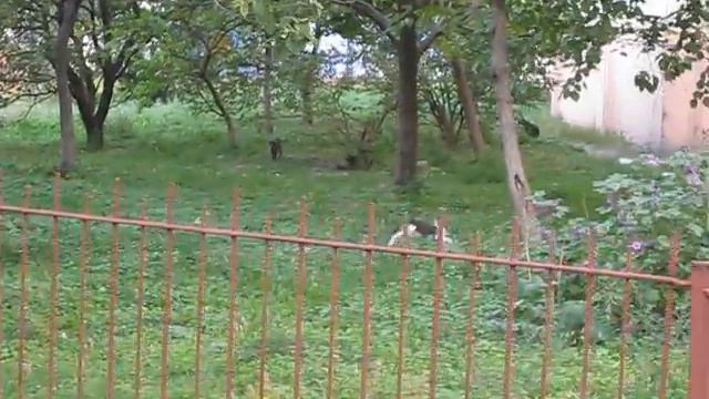Кошачья семейка