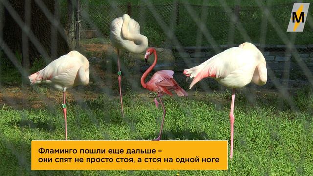 17 Научных Фактов о Сне, Которые Вы Могли не Знать смотреть онлайн