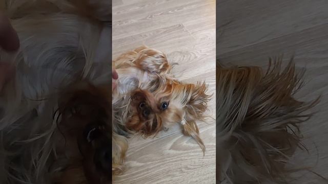 укачивает собаку в машине...что делать? смотреть онлайн