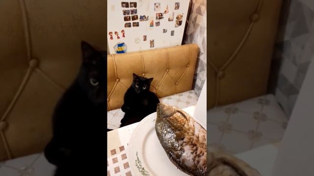 история отом как пытались съесть мою рыбку