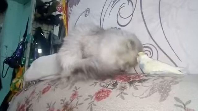 Кошка "Алиса" и волнистый попугайчик. смотреть онлайн