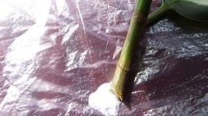 ЧЕРЕНКОВАНИЕ ФИКУСА.