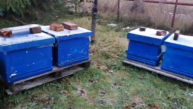 16 ноября! Пчёлки! Эксперименты!