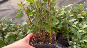 Саженцы Лавра. Лавр. Лаврушка.