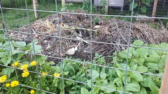 Garden & Property Tour! (August, 2021- vegetable/flower gardens, honeybees, chickens & pheasants) смотреть онлайн