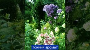 Обзор прекрасных лилий для Подмосковья