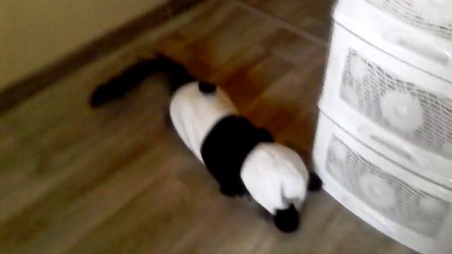 Моя домашняя панда-кот смотреть онлайн