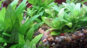 Хлороз аквариумных растений. Нехватка железа в аквариуме.