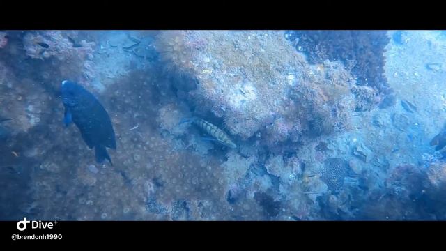 Cochrane artificial reef 11/10/20 смотреть онлайн