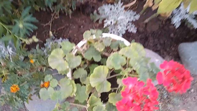 Последние цветы лета. смотреть онлайн